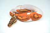 Load image into Gallery viewer, Male Ghost Pied Enchi Ball Python “Jester”
