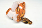 Load image into Gallery viewer, Male Ghost Pied Enchi Ball Python “Jester”