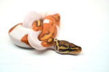 Load image into Gallery viewer, Male Ghost Pied Enchi Ball Python “Jester”