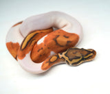 Load image into Gallery viewer, Male Ghost Pied Enchi Ball Python “Jester”