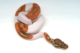 Load image into Gallery viewer, Male Ghost Pied Enchi Ball Python “Jester”
