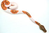 Load image into Gallery viewer, Male Ghost Pied Enchi Ball Python “Jester”