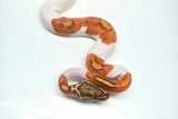 Load image into Gallery viewer, Male Ghost Pied Enchi Ball Python “Jester”