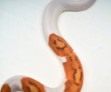Load image into Gallery viewer, Male Ghost Pied Enchi Ball Python “Jester”