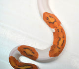 Load image into Gallery viewer, Male Ghost Pied Enchi Ball Python “Jester”