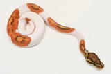 Load image into Gallery viewer, Male Ghost Pied Enchi Ball Python “Jester”