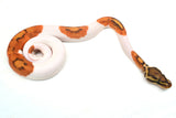 Load image into Gallery viewer, Male Ghost Pied Enchi Ball Python “Jester”