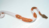 Load image into Gallery viewer, Male Ghost Pied Enchi Ball Python “Jester”