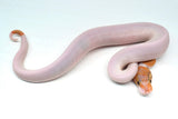 Load image into Gallery viewer, Male Ghost Pied Enchi Pastel Ball Python