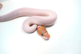 Load image into Gallery viewer, Male Ghost Pied Enchi Pastel Ball Python