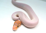 Load image into Gallery viewer, Male Ghost Pied Enchi Pastel Ball Python