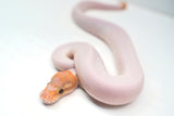 Load image into Gallery viewer, Male Ghost Pied Enchi Pastel Ball Python