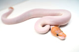 Load image into Gallery viewer, Male Ghost Pied Enchi Pastel Ball Python