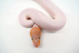 Load image into Gallery viewer, Male Ghost Pied Enchi Pastel Ball Python