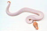 Load image into Gallery viewer, Male Ghost Pied Enchi Pastel Ball Python