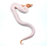 Load image into Gallery viewer, Male Ghost Pied Enchi Pastel Ball Python