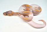 Load image into Gallery viewer, Male Banana Pied Ball Python