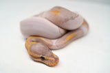 Load image into Gallery viewer, Male Banana Pied Ball Python