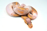 Load image into Gallery viewer, Male Banana Pied Ball Python