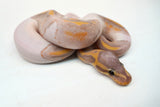 Load image into Gallery viewer, Male Banana Pied Ball Python