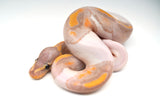 Load image into Gallery viewer, Male Banana Pied Ball Python