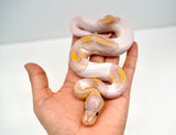 Load image into Gallery viewer, Male Banana Pied Ball Python