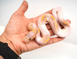 Load image into Gallery viewer, Male Banana Pied Ball Python