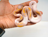 Load image into Gallery viewer, Male Banana Pied Ball Python
