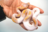 Load image into Gallery viewer, Male Banana Pied Ball Python