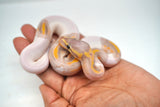 Load image into Gallery viewer, Male Banana Pied Ball Python