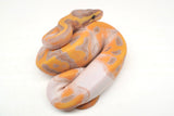 Load image into Gallery viewer, Female Banana Pied Ball Python