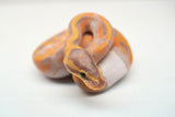 Load image into Gallery viewer, Female Banana Pied Ball Python