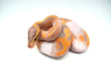 Load image into Gallery viewer, Female Banana Pied Ball Python