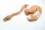 Load image into Gallery viewer, Female Banana Pied Ball Python