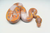 Load image into Gallery viewer, Female Banana Pied Ball Python