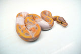 Load image into Gallery viewer, Female Banana Pied Ball Python