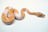 Load image into Gallery viewer, Female Banana Pied Ball Python