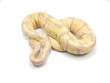 Load image into Gallery viewer, 2021 Male Candino From Enchi Ball Python.
