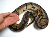 Load image into Gallery viewer, Male Breedable Double Het VPI Axanthic Lavender Albino Ball Python