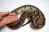 Load image into Gallery viewer, Male Breedable Double Het VPI Axanthic Lavender Albino Ball Python