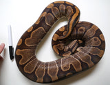 Load image into Gallery viewer, Breeder Female Enchi Poss Het Ghost Poss Het Candy Albino Ball Python