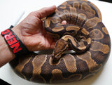 Load image into Gallery viewer, Breeder Female Enchi Poss Het Ghost Poss Het Candy Albino Ball Python