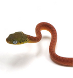 Load image into Gallery viewer, 2025 Unsexed CBB Boiga cyanea (Green-Eyed Cat Snake)