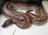 Load image into Gallery viewer, Female Breeder Black Headed Batik Het TNEG Albino Blood Python