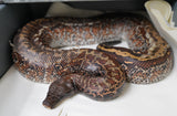 Load image into Gallery viewer, Female Breeder Black Headed Batik Het TNEG Albino Blood Python