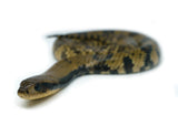 Load image into Gallery viewer, Male Juvenile Super Hypo False Water Cobra