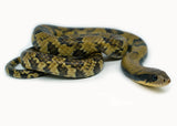 Load image into Gallery viewer, Female Juvenile Super Water False Water Cobra