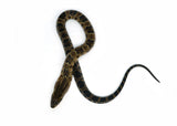 Load image into Gallery viewer, Male Hatchling American Hypo False Water Cobra