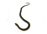 Load image into Gallery viewer, Male Hatchling American Hypo False Water Cobra