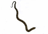 Load image into Gallery viewer, Male Hatchling American Hypo False Water Coabra